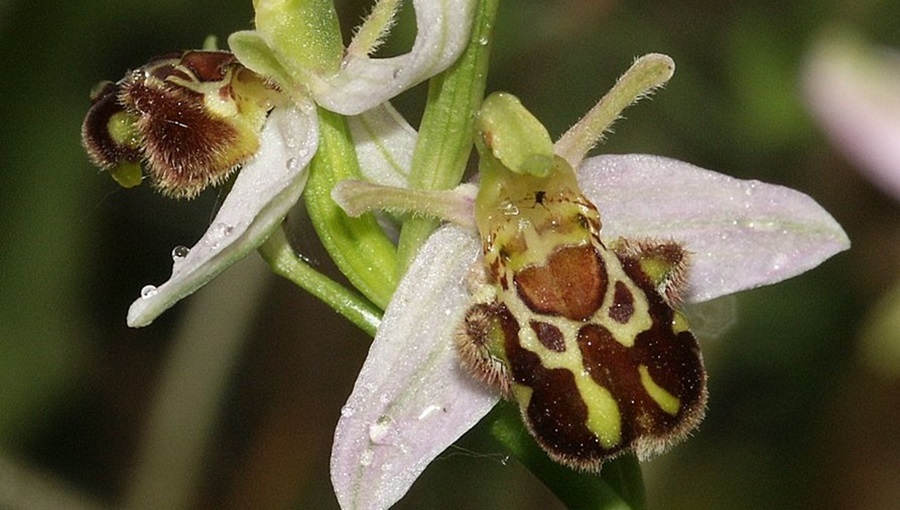 ritka orchidea