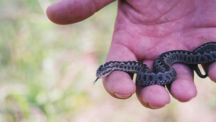 rákosi vipera